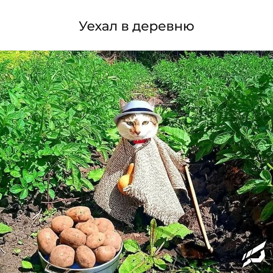 А как проходят ваши летние каникулы? 😸