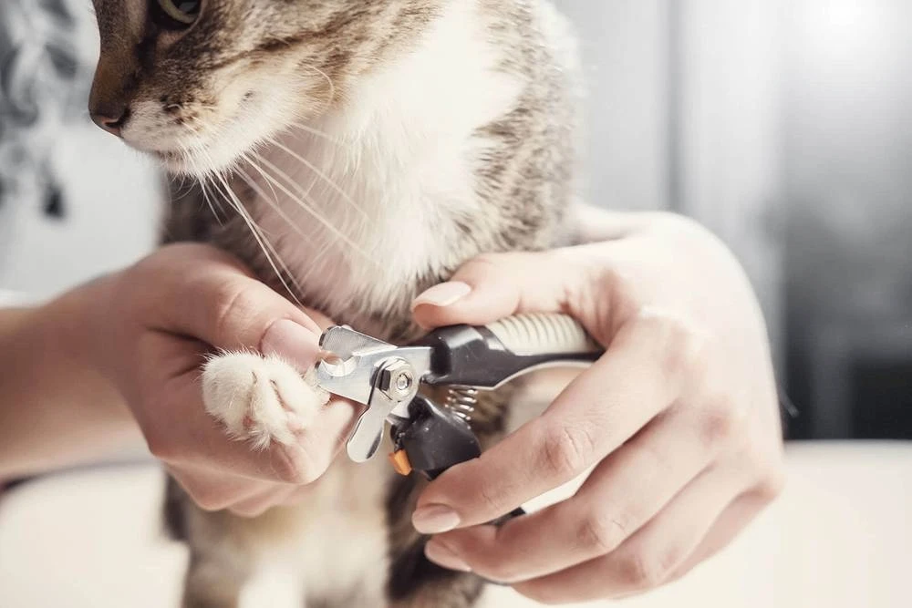 🐾 Подрезаем когти домашним животным — забота о комфорте и здоровье! 💛Многие думают, ч...
