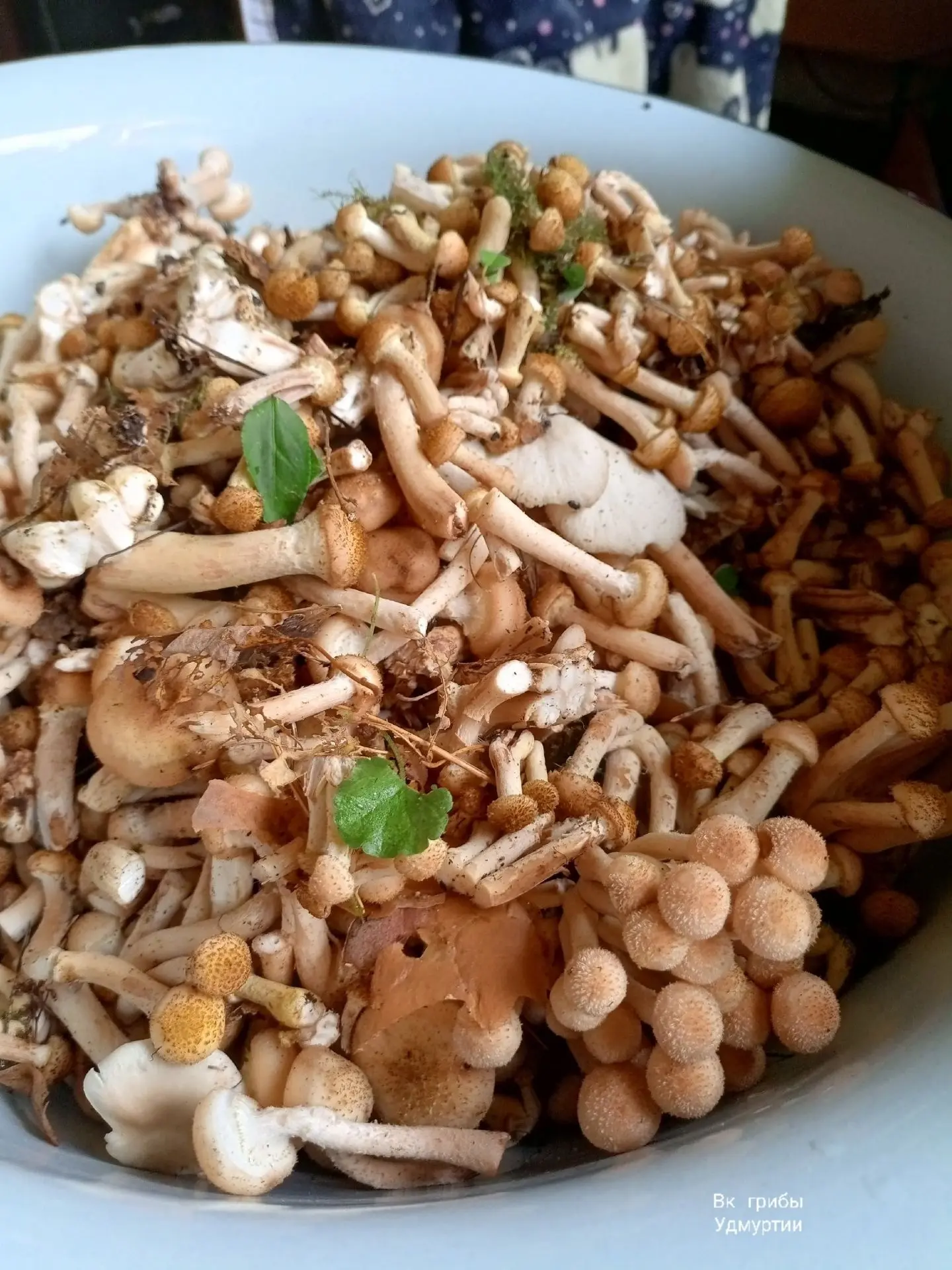 🍄 Грибники собирают урожай в парках Ижевска