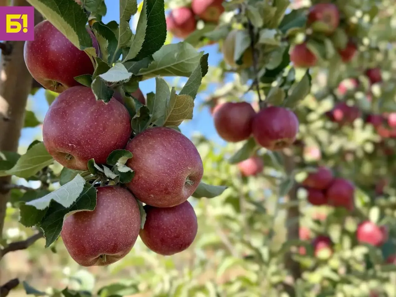 🍎 Кадры уборки яблок в Яковлевском округе