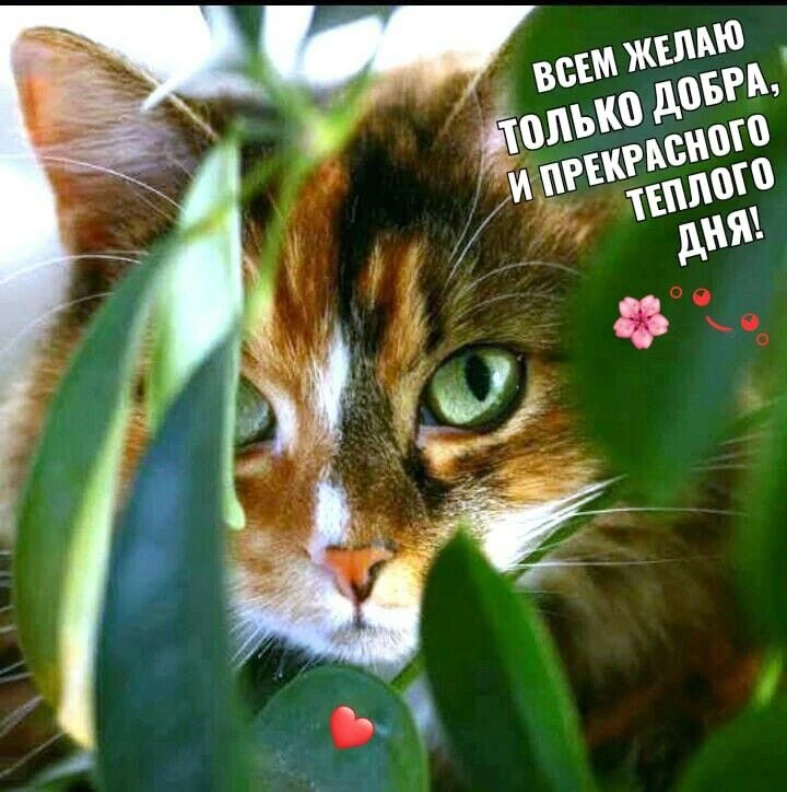 Список качественных каналов в МАХ | Подпишись!❤️