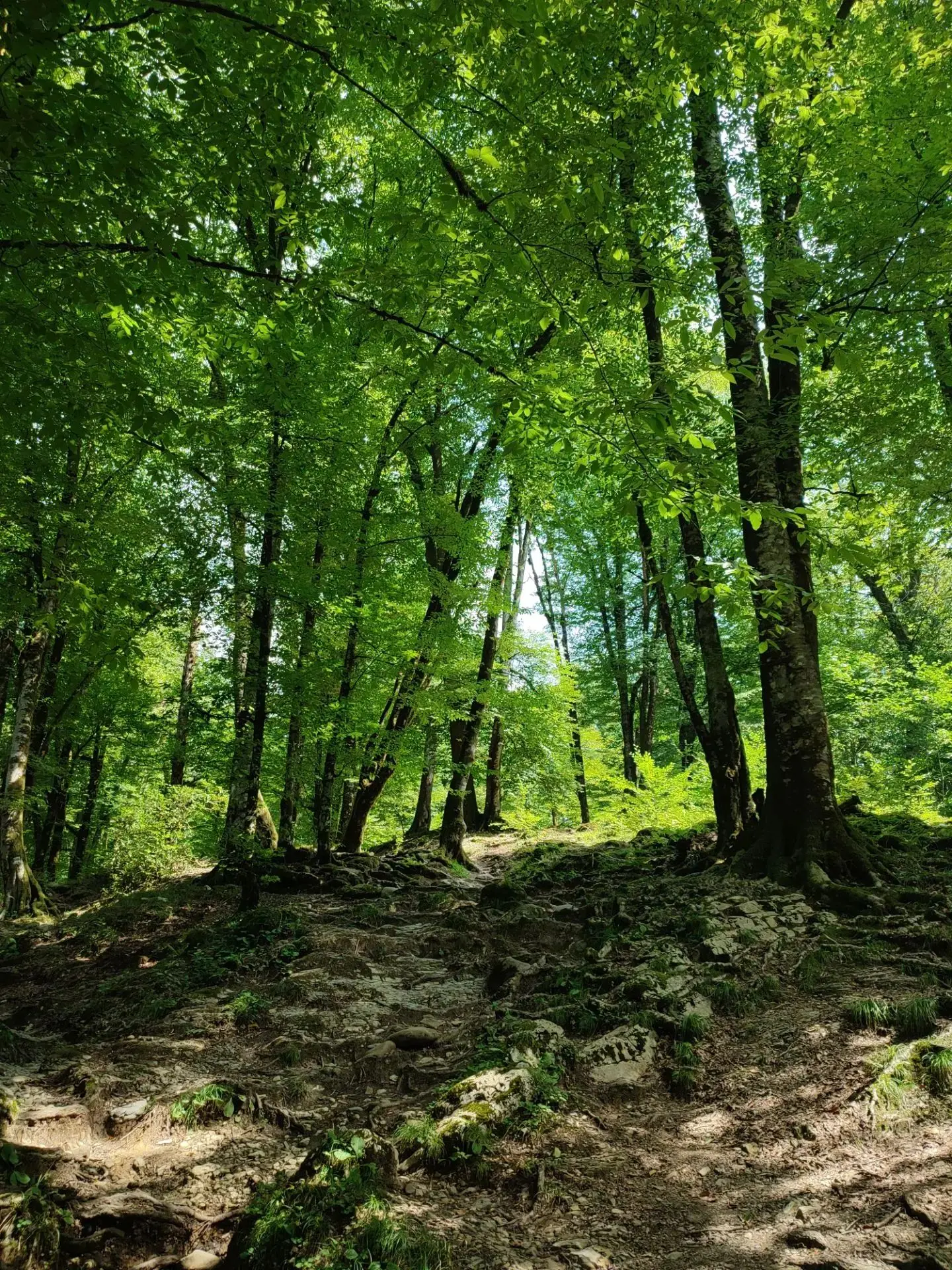 🌲 Строить туристические объекты в нацпарках станет проще