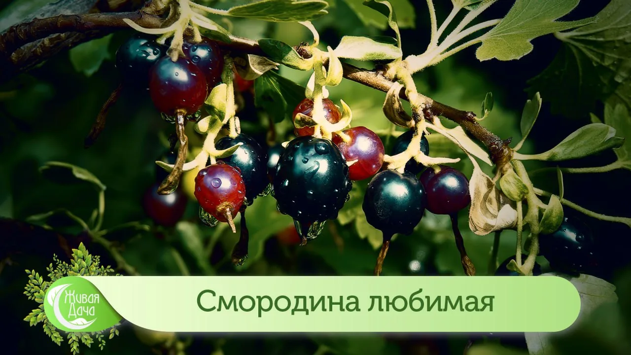 Смородина любимая