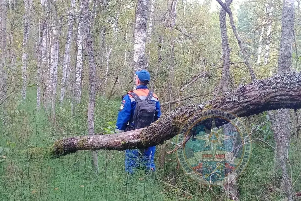 Женщину, пропавшую в лесу под Шлиссельбургом, нашли погибшей