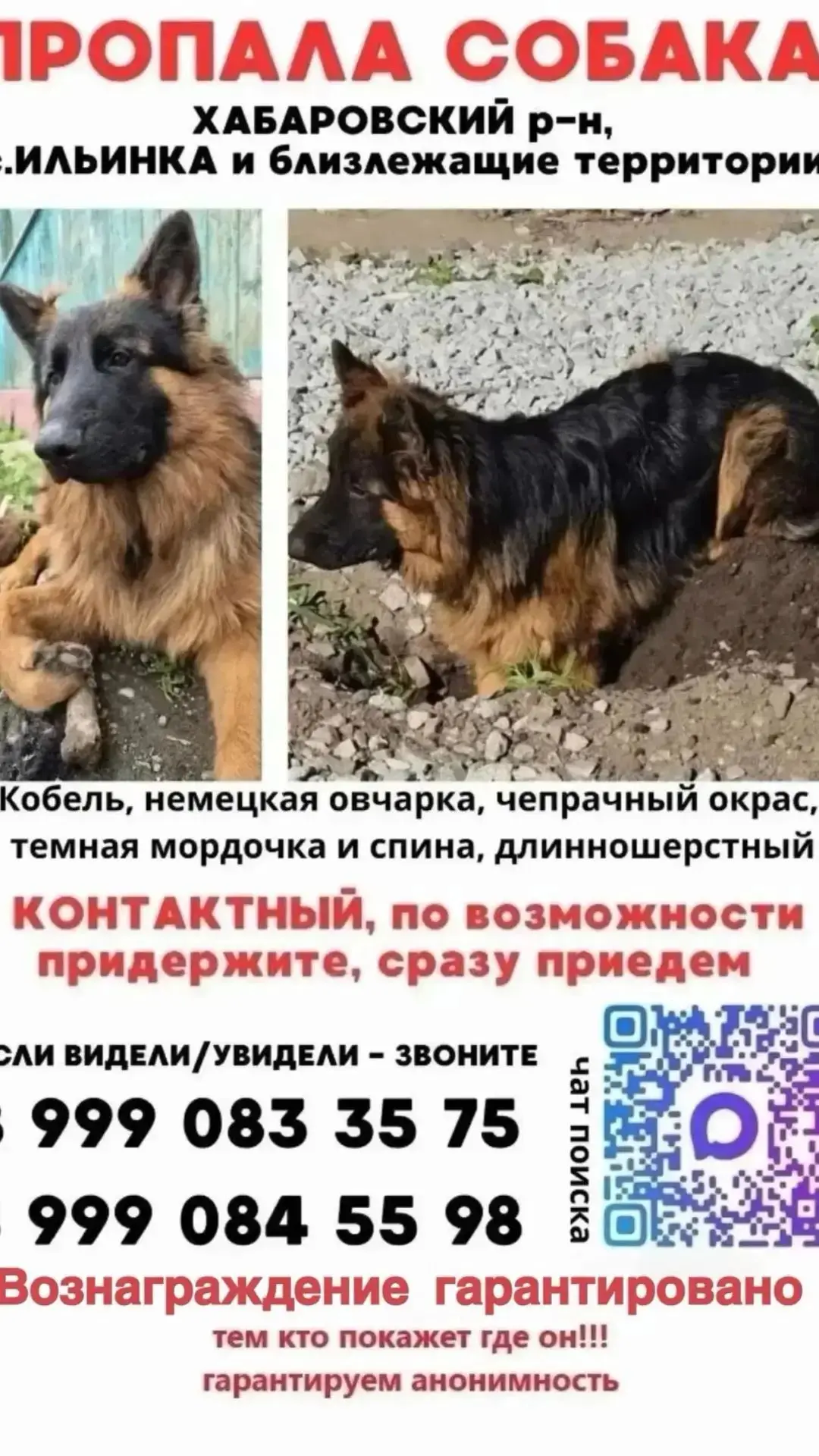 🆘🆘ПОИСКИ СОБАКИ ПРОДОЛЖАЮТСЯ🆘🆘