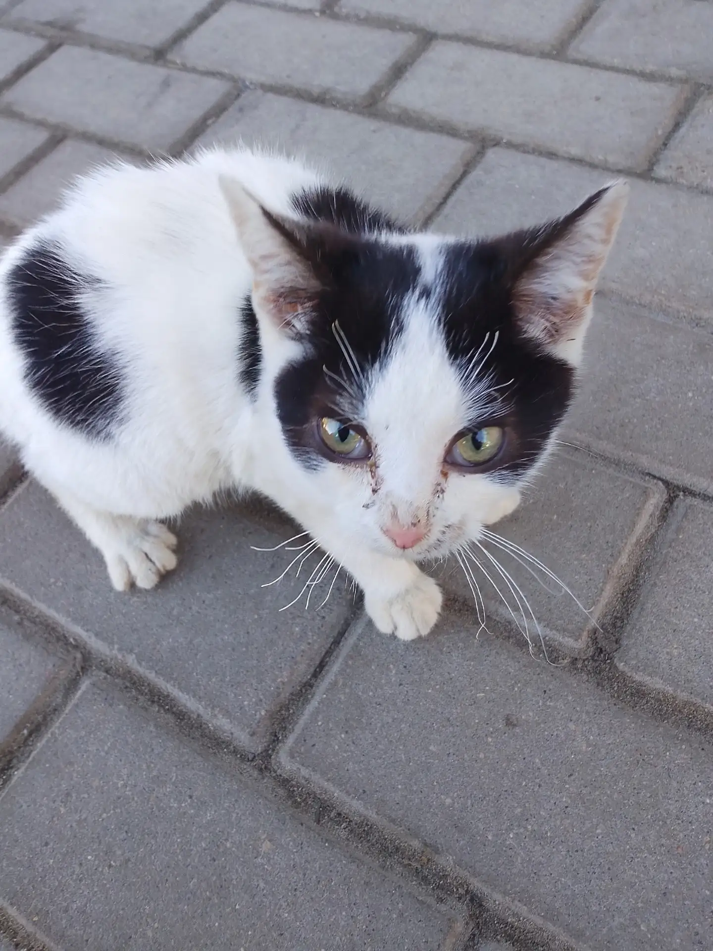 Около «Александры» нашли подкинутого котёнка, предположительно девочка. Корм предлагали...