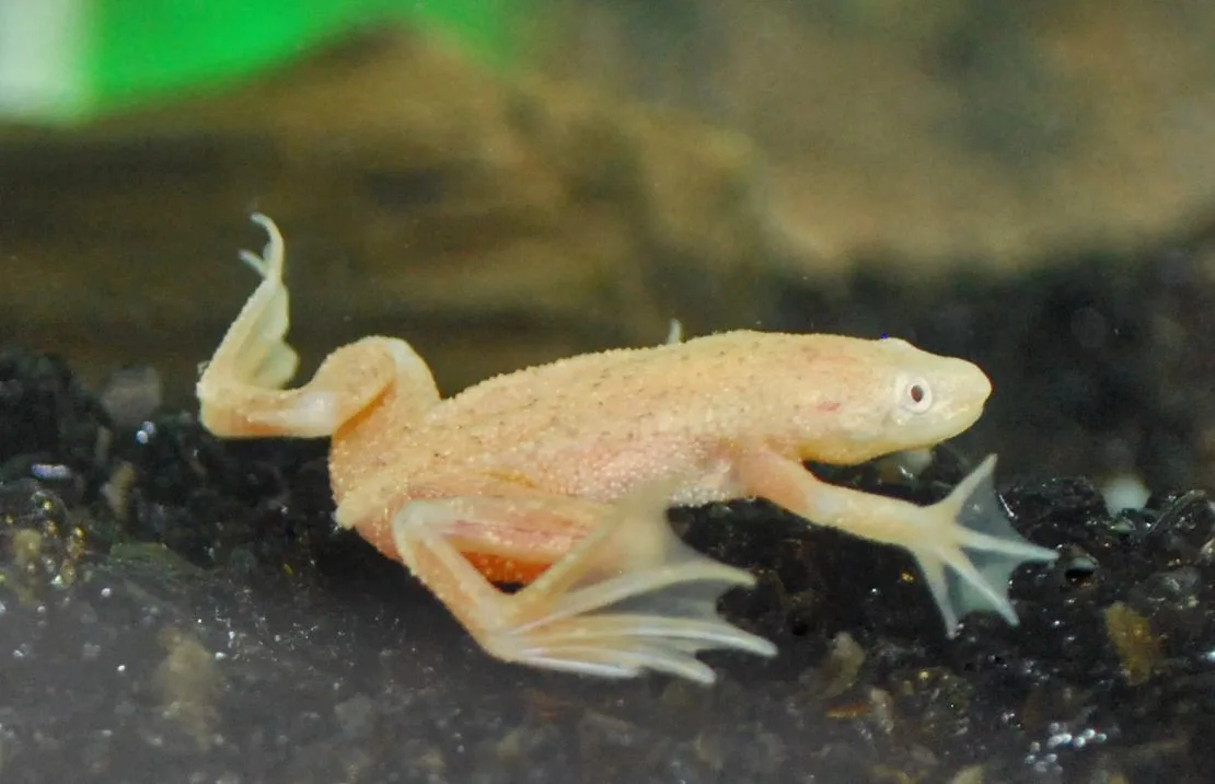 🐸 Лягушка карликовая гименохирус