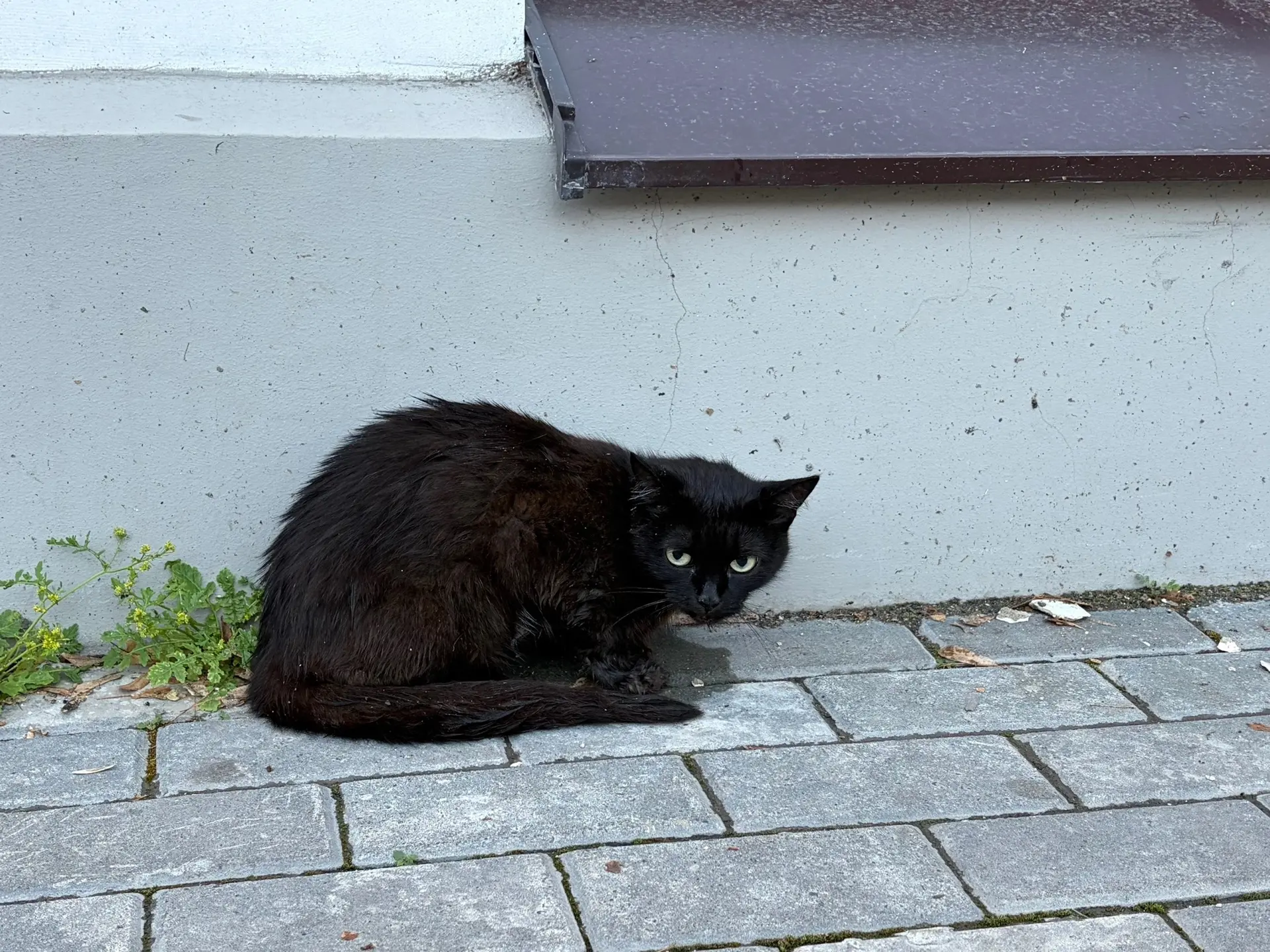 Замечена кошка /кот, чёрный окрас (Екатеринбург, Железнодорожный) 

У библиотеки на Свердлова 25 сид