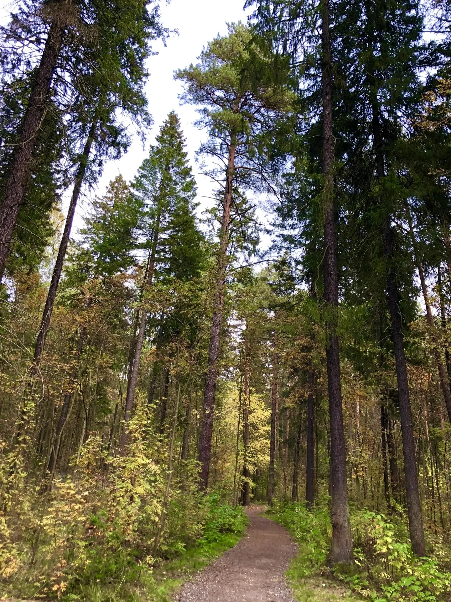 Черняевский лес