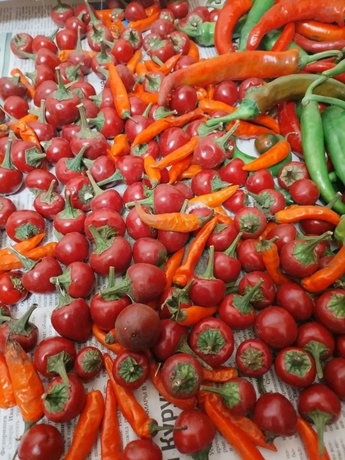 Продам горький перец. Жигулевск 89025181350