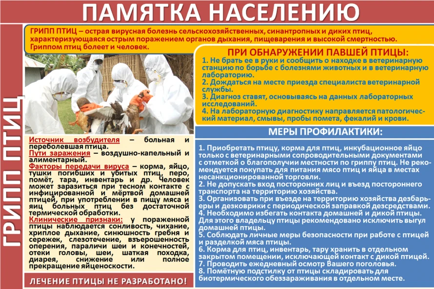 Высокопатогенный грипп птиц (ВПГП) — острая контагиозная вирусная инфекция домашних и д...