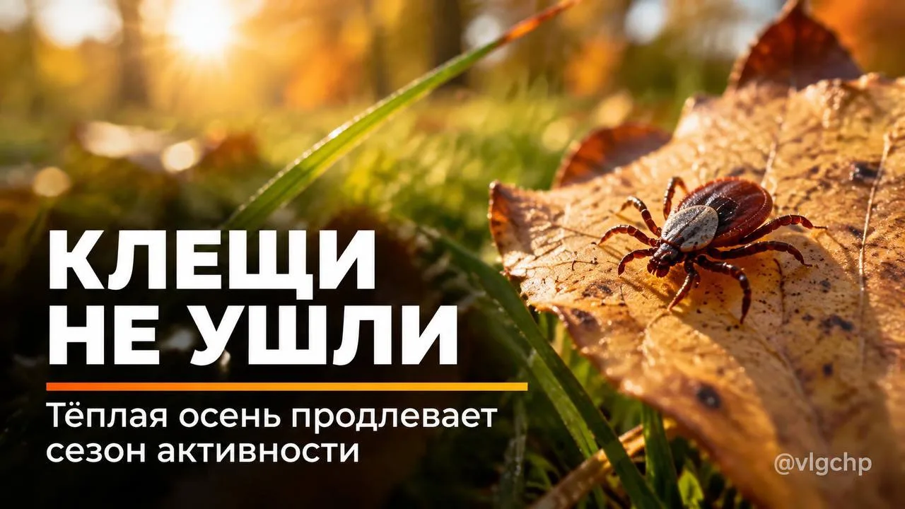 🕷️ Тёплая осень продлевает сезон активности клещей.