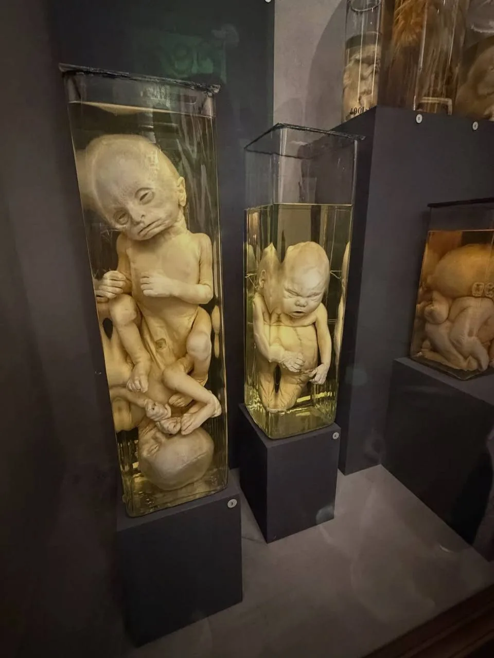🏛️ Кунсткамера приглашает гостей на день свободного посещения  Здесь собрано около 1,2 миллиона этно