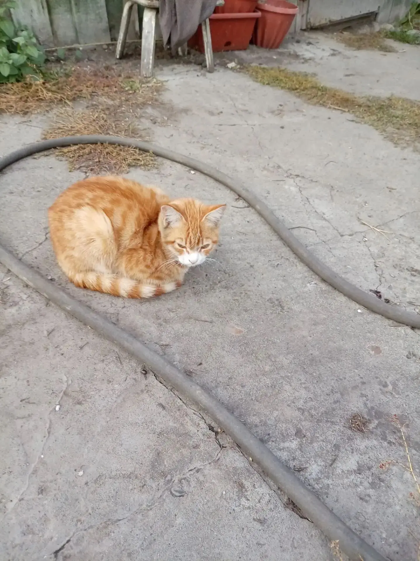 Нашлась кошка или кот в Малоугренево