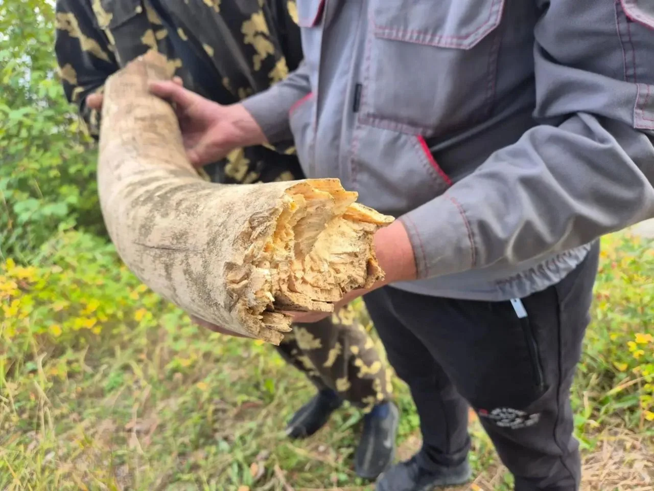 ⚡️⚡️Тысячелетний бивень мамонта длиной 60 сантиметров нашли на севере Красноярского края