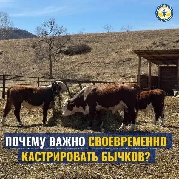 Кастрация бычков — это важная ветеринарная процедура, которая способствует сохранению з...