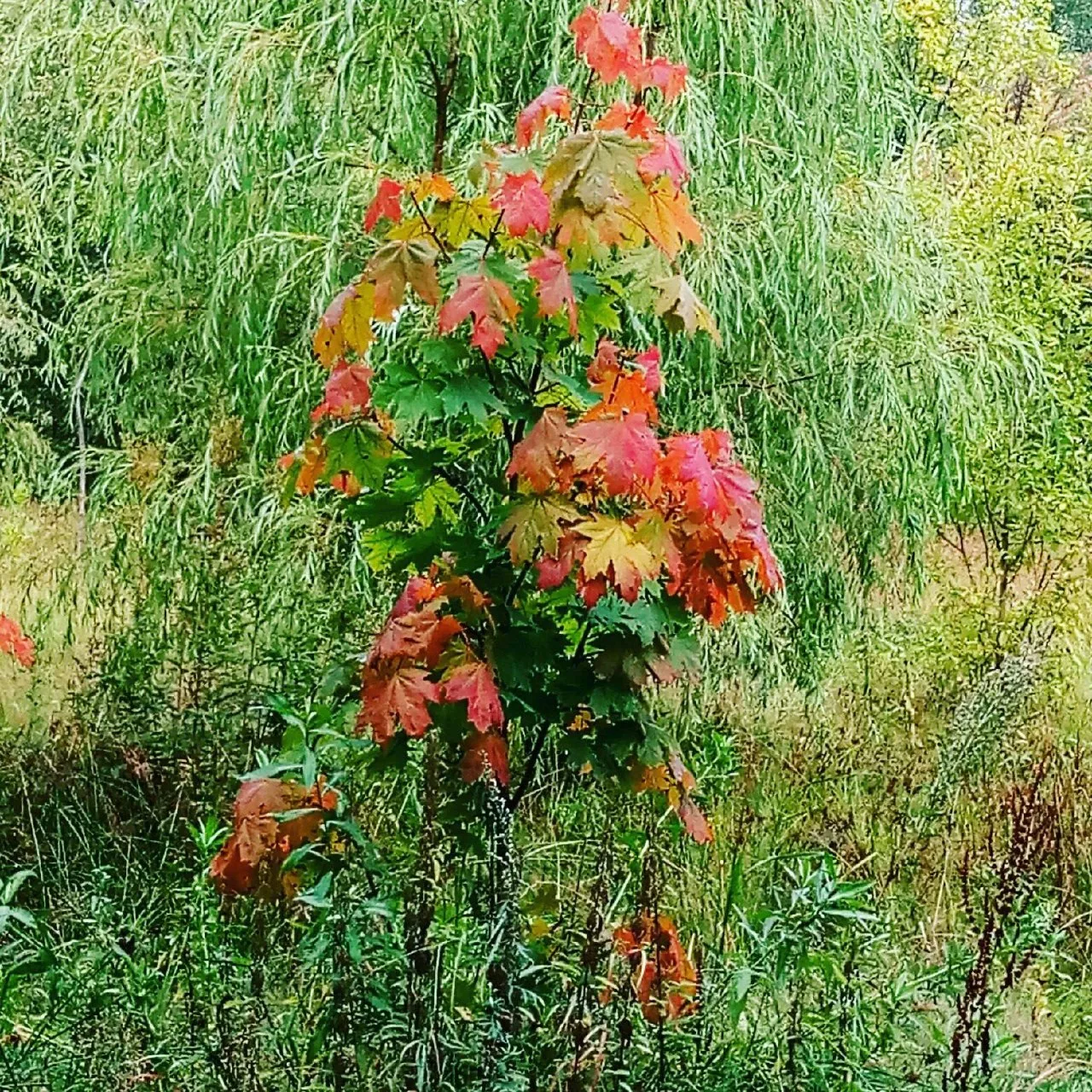 Яркие краски осени)