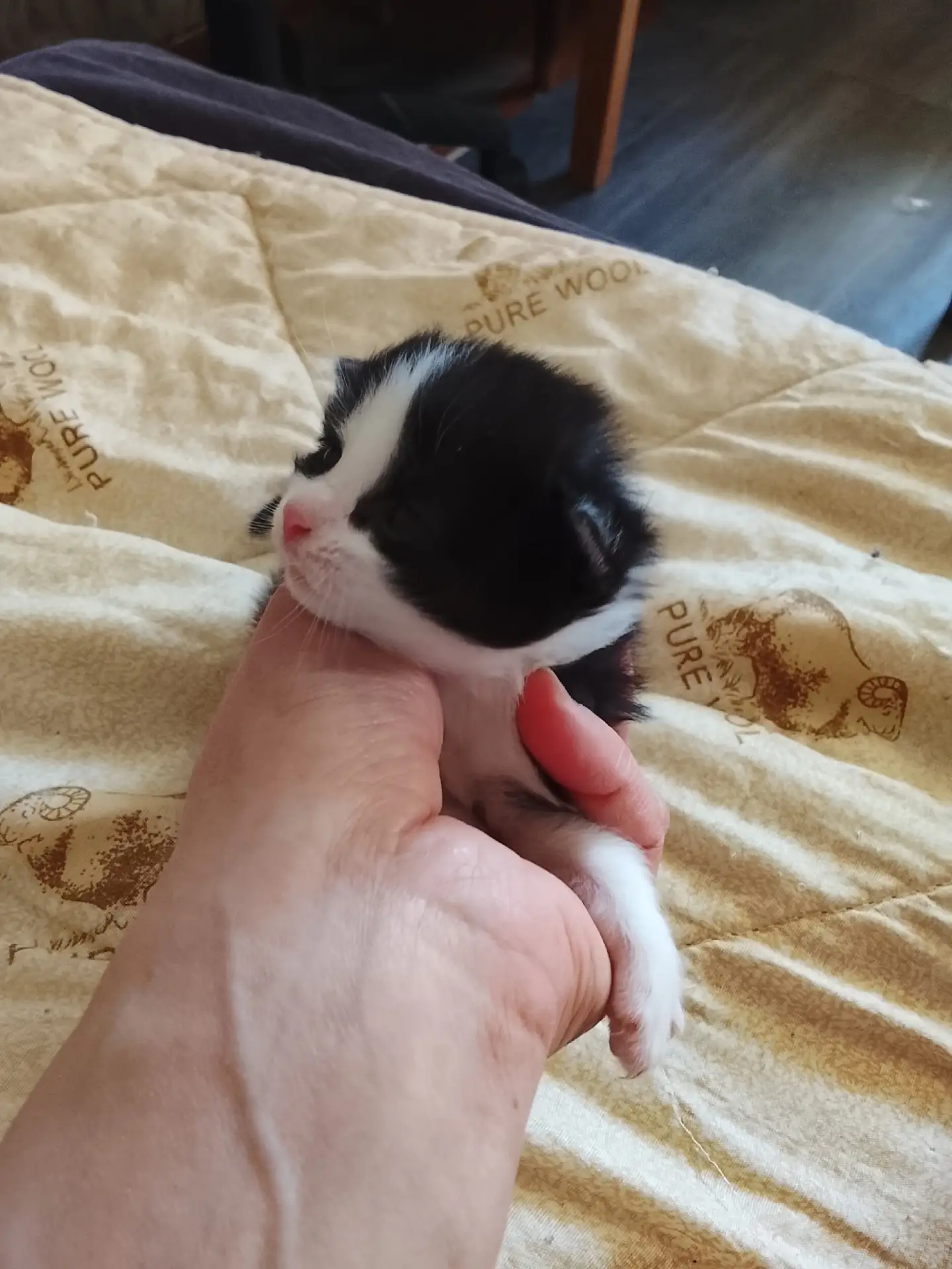 Отдам в добрые руки котят .две девочки и один мальчик кушают влажный корм приучены у лотку три месяц