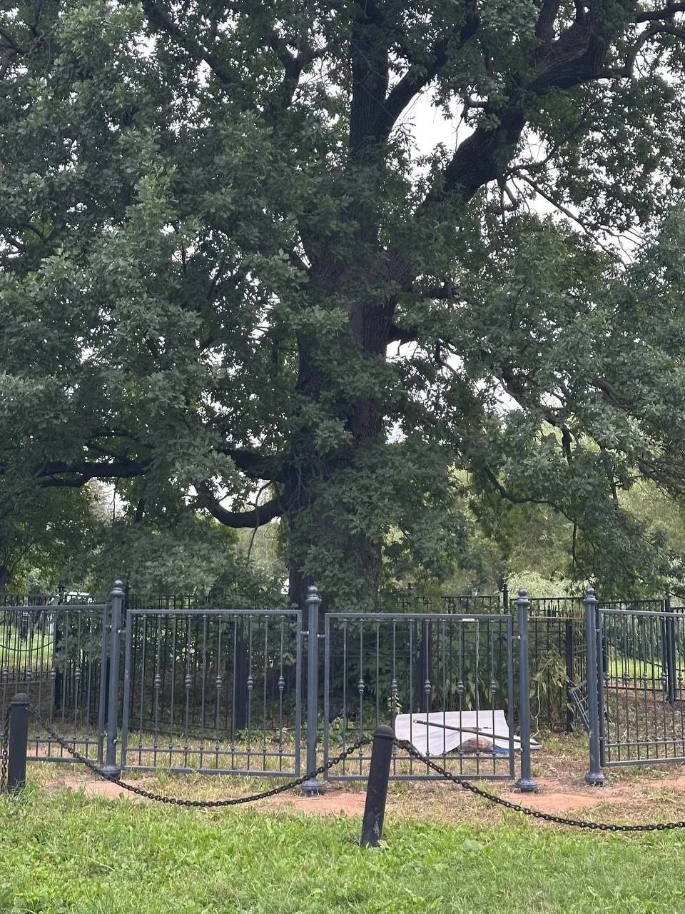 🌳 В музее-заповеднике «Коломенское» вокруг знаменитых дубов установили дополнительные ограждения

Т