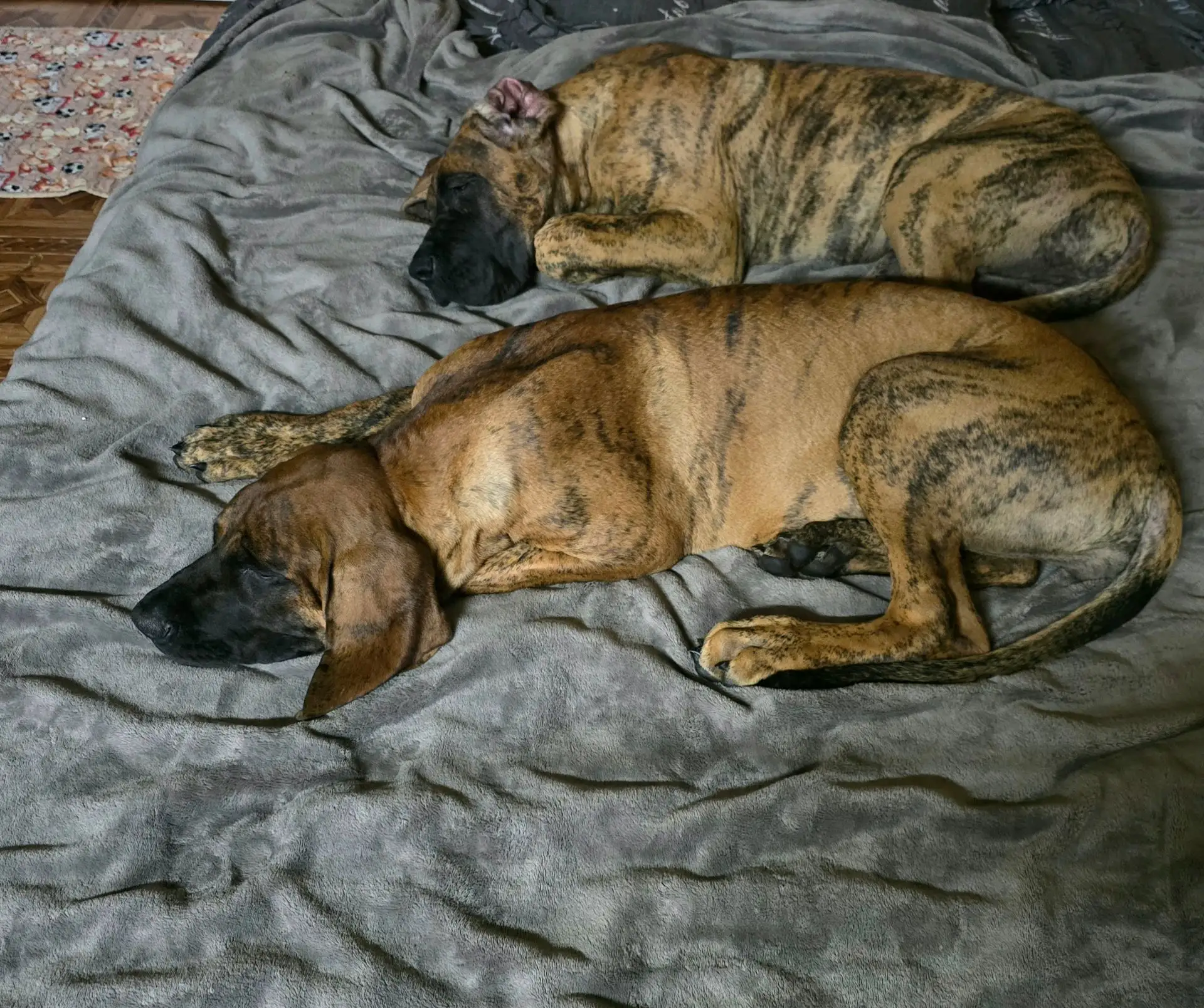 Всем, кто ложится спать, спокойного сна 😴