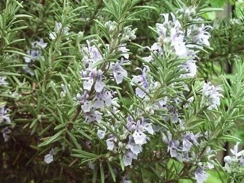 ‼🌿Самая мощная трава для мозгового кровообращения