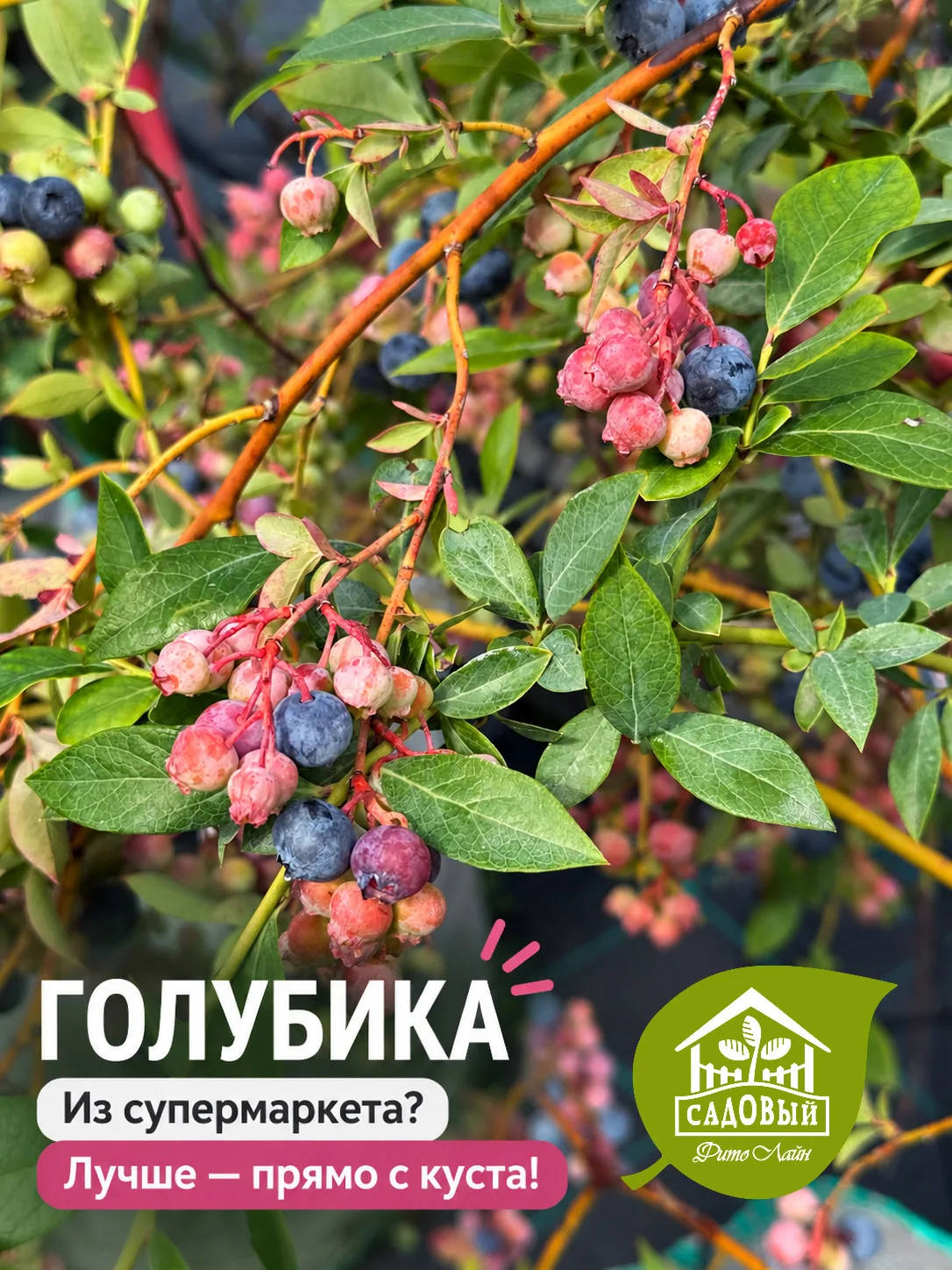🫐 Голубика из супермаркета? Лучше — прямо с куста!