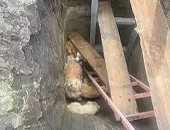 Сразу пять собак угодили в яму в Шушенском