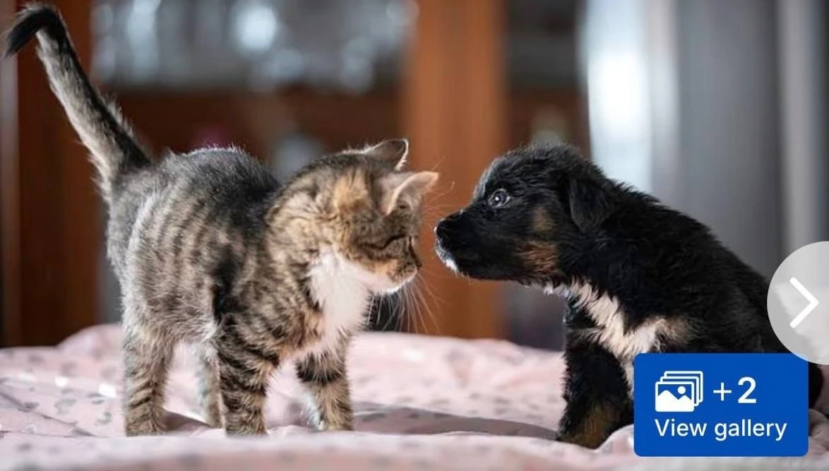 Спать с собаками полезнее, чем с кошками

Исследование тысяч людей показало, что качество сна у соба