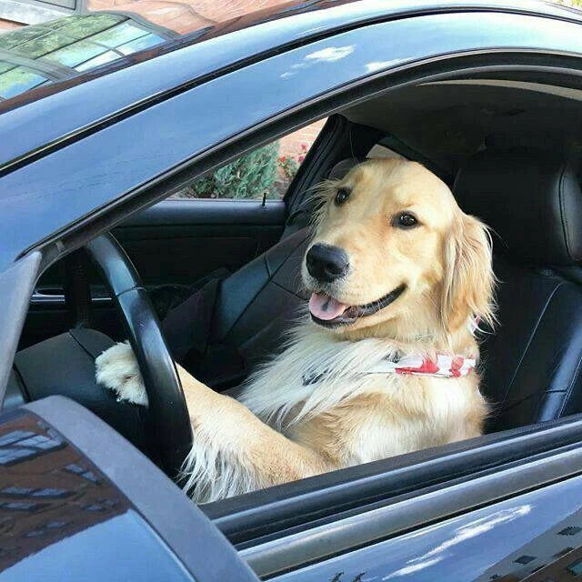 🚗 Мечтаете о правах?