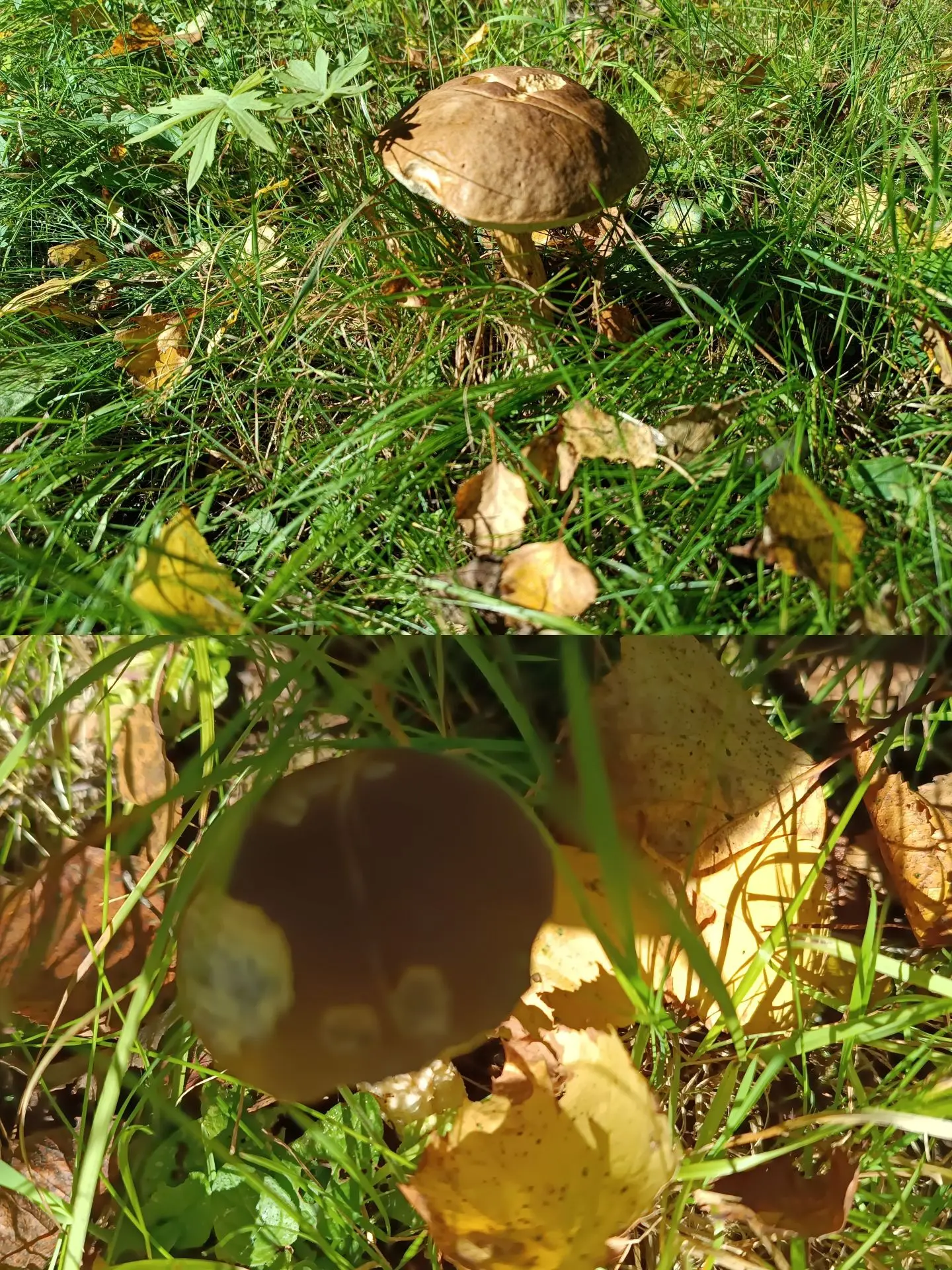 На территории нашего детского сада расцвели… нет, выросли грибы! 🍄» —