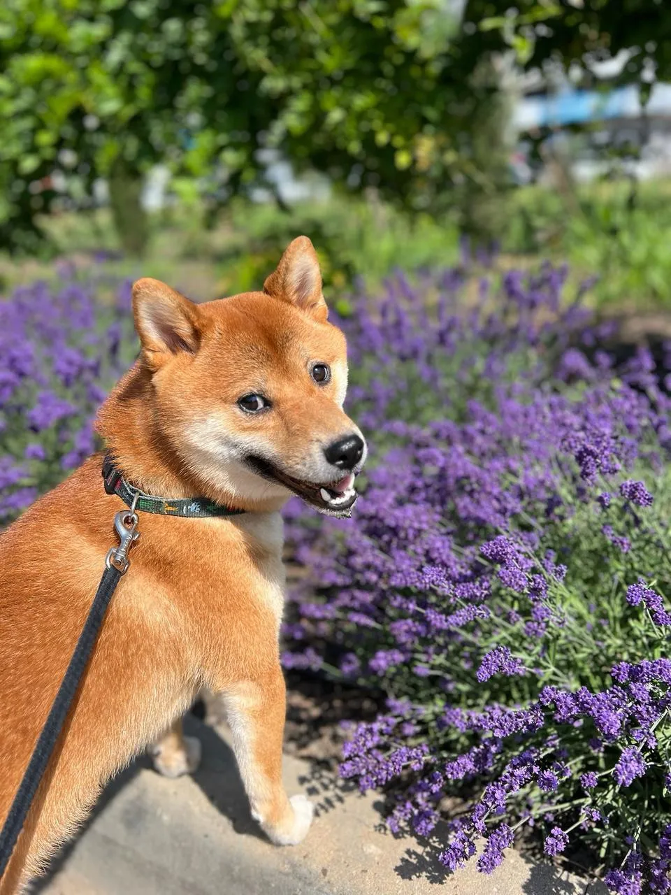 Привет от этой рыжей морды 🤪🐾 

Ватару желает вам прекрасных выходных 🌸 Он даже попозировал для ф
