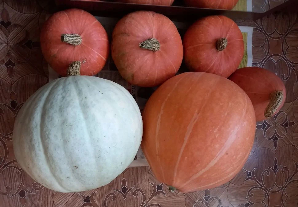 Продам морковь, цена 120 руб./кг. Редька – 250 руб./4 шт. Топинамбур – 100 руб./кг. Кар...