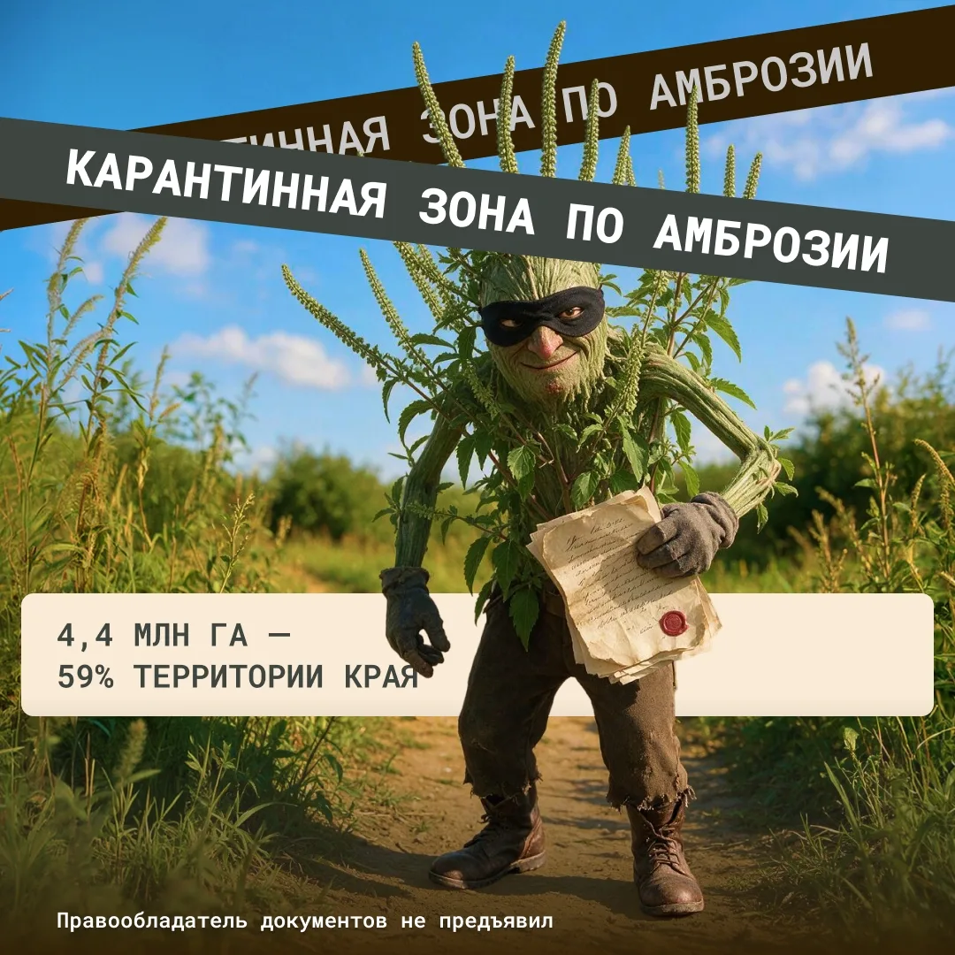 Захватила больше половины края. Ни документов, ни аренды — просто пришла и осталась. 
 
Это амброзия