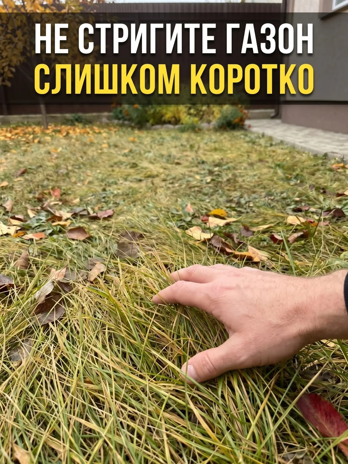 🌿 Последний покос газона — высота, которую нельзя нарушать перед зимой