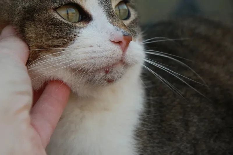 🐱🐶 Акне у кошек и собак: что это такое и почему появляется?