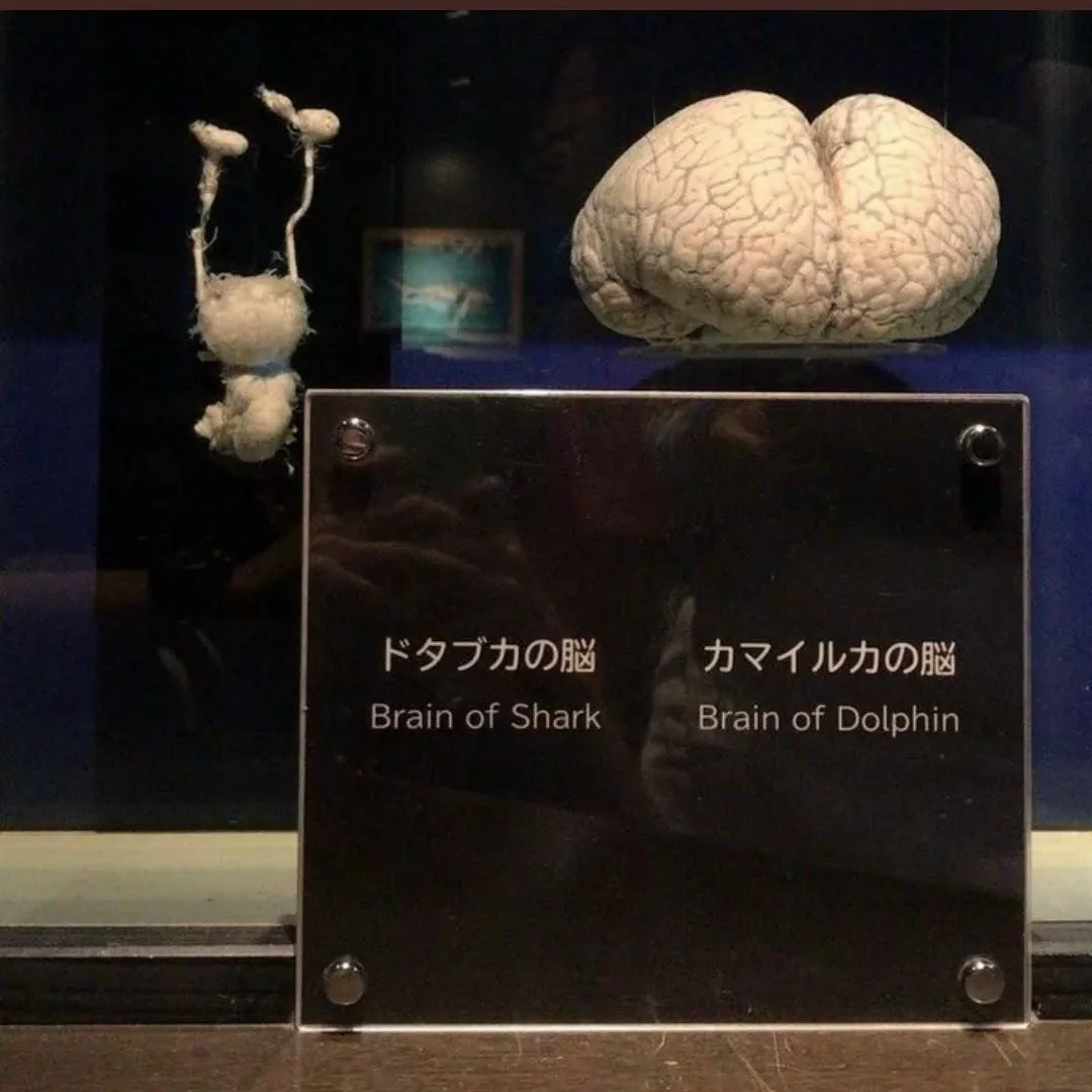 Мозг акулы и мозг дельфина.