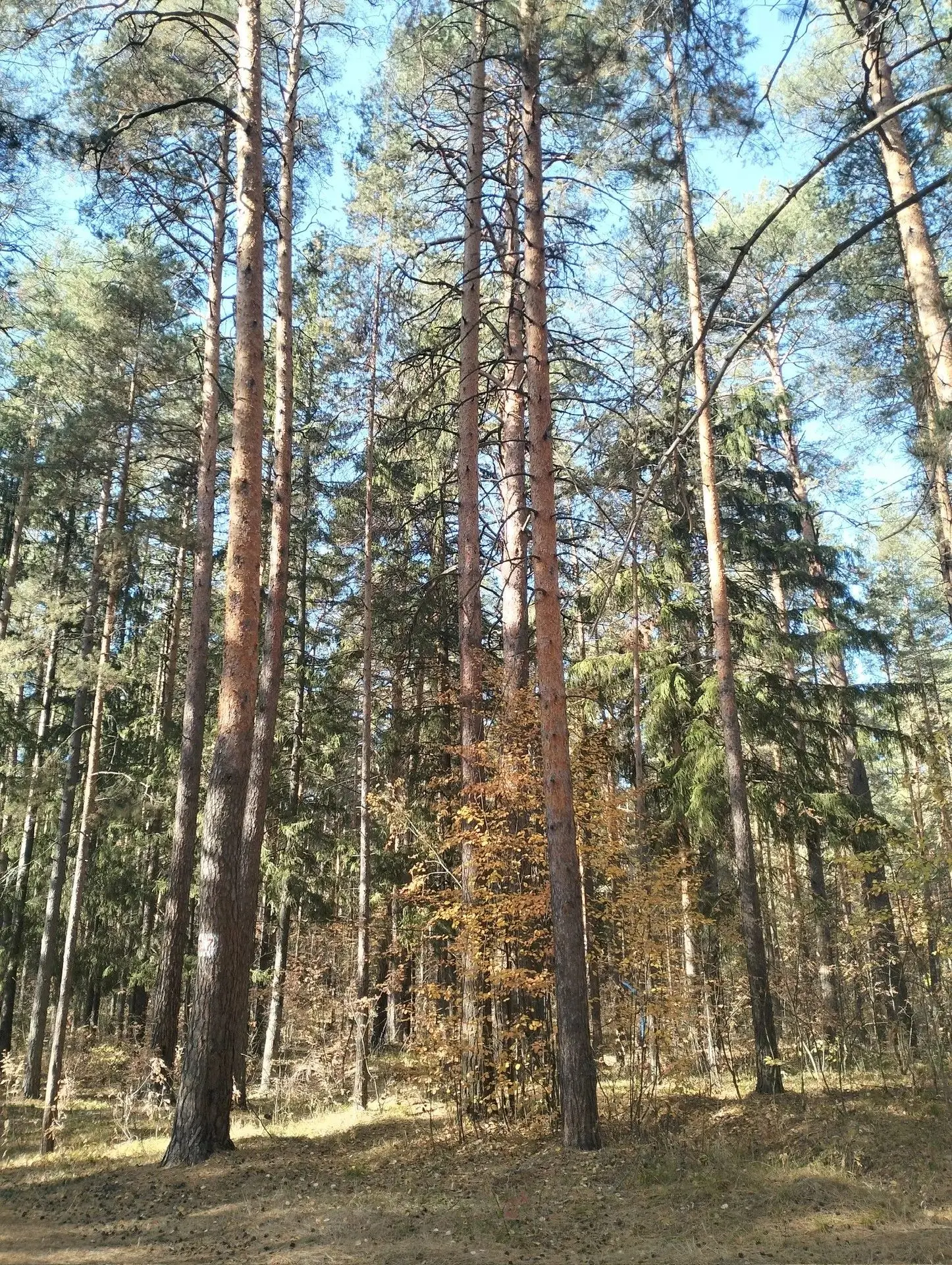 Как не заблудиться в лесу