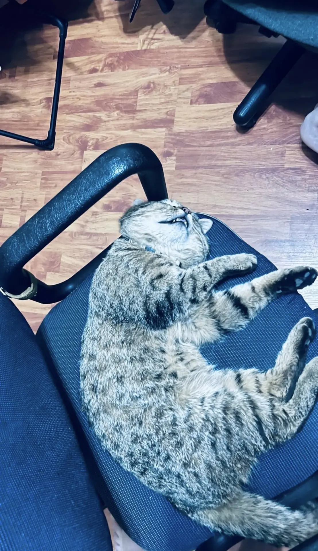 🐈‍⬛ «Фронтовой друг Василий продолжает нести службу. Кадры с передовой»

📍ДНР, июнь, 2026 год 

📷