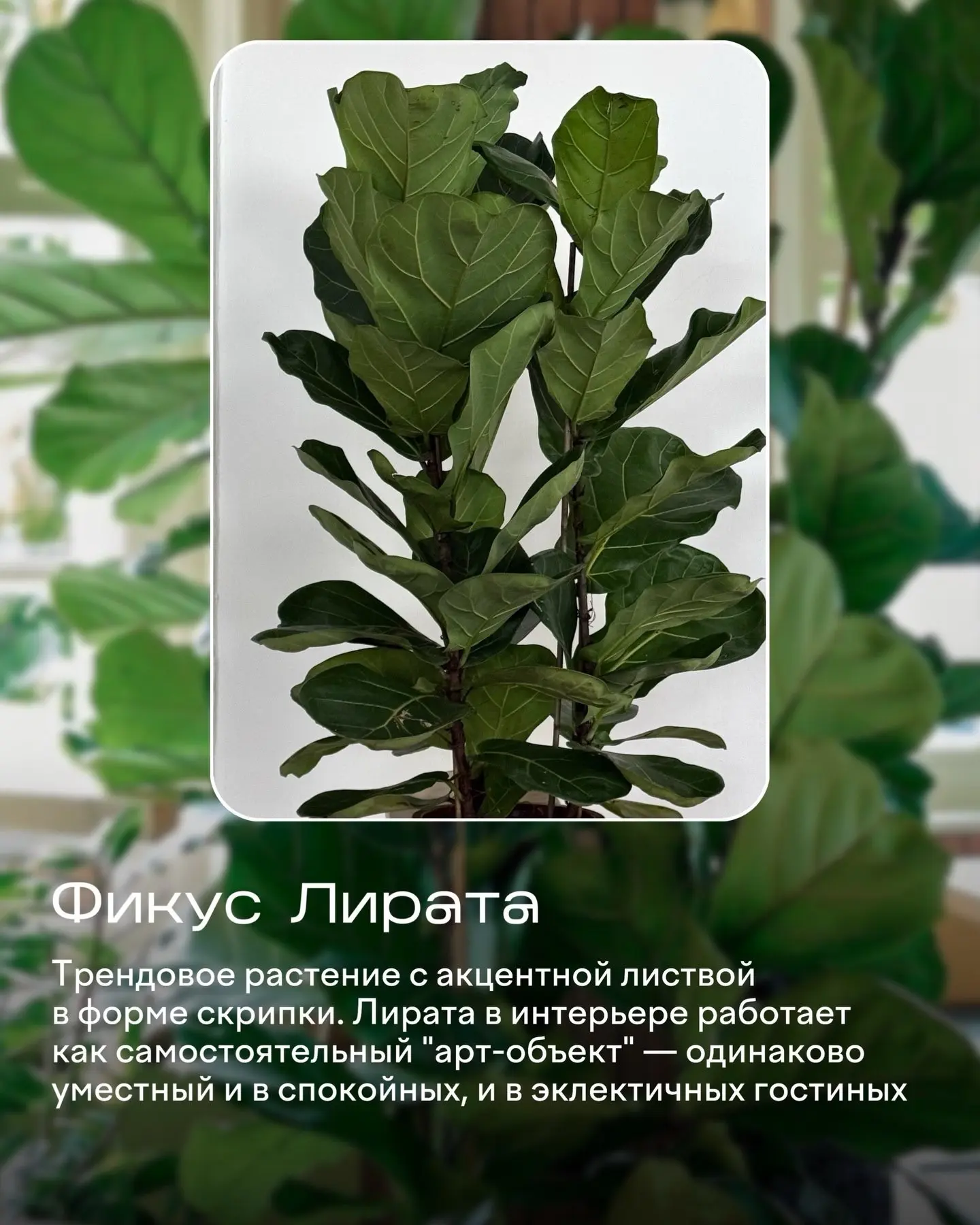 Изображение 2 к публикации «ЯжеЦветочница | Растения и сад цветы лайфхаки огород подкормки рассада спатик декабрист фикус замик орхидея герань»