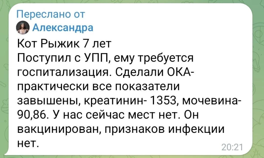 Брэйкин, так сказать, ньюз😔  В Котяусе уже не просто битком, а БИТКОМ. Но Рыжего пришлось оставить, 