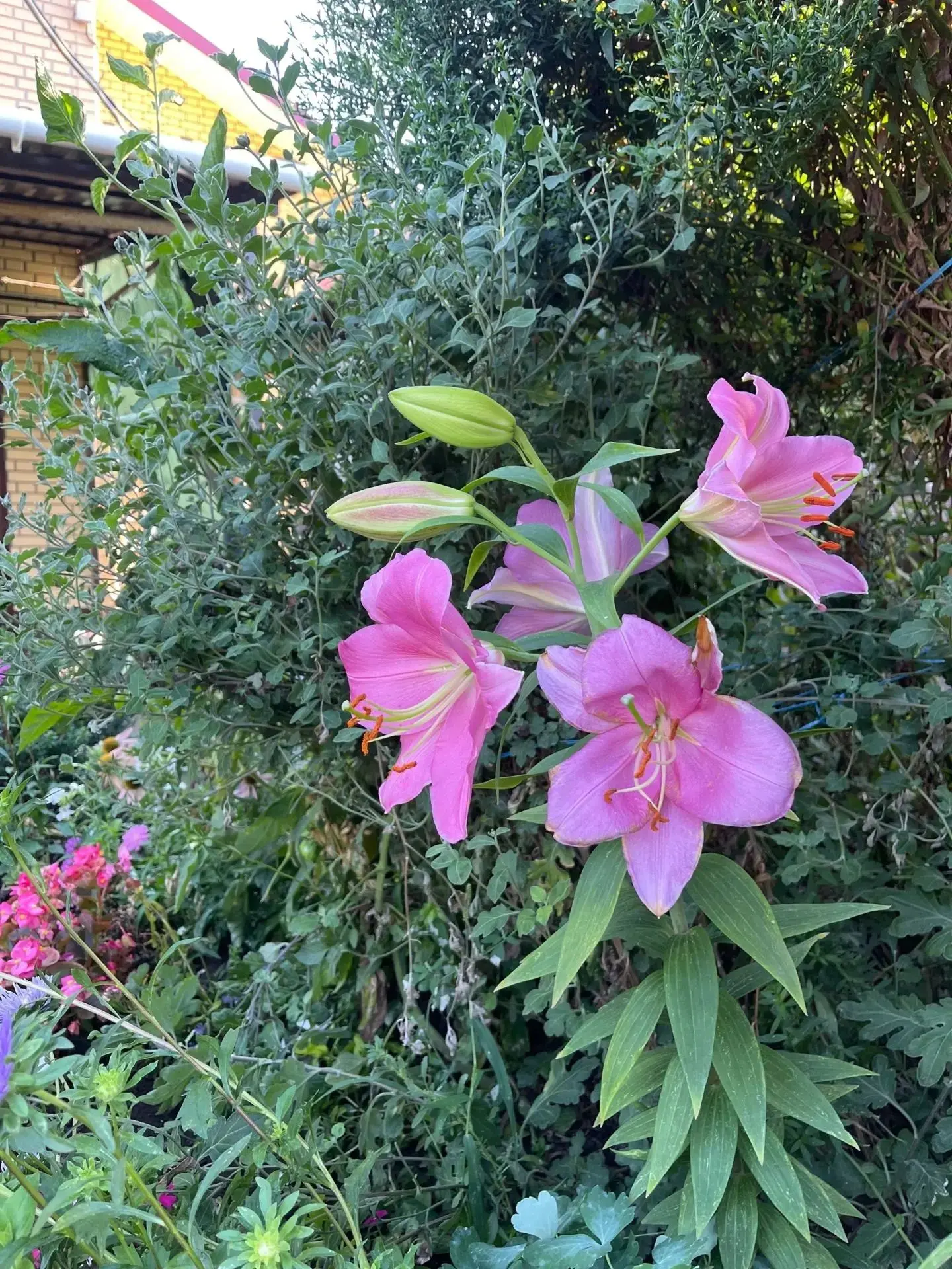 Розовые лилии: нежность в каждом лепестке 🌸✨