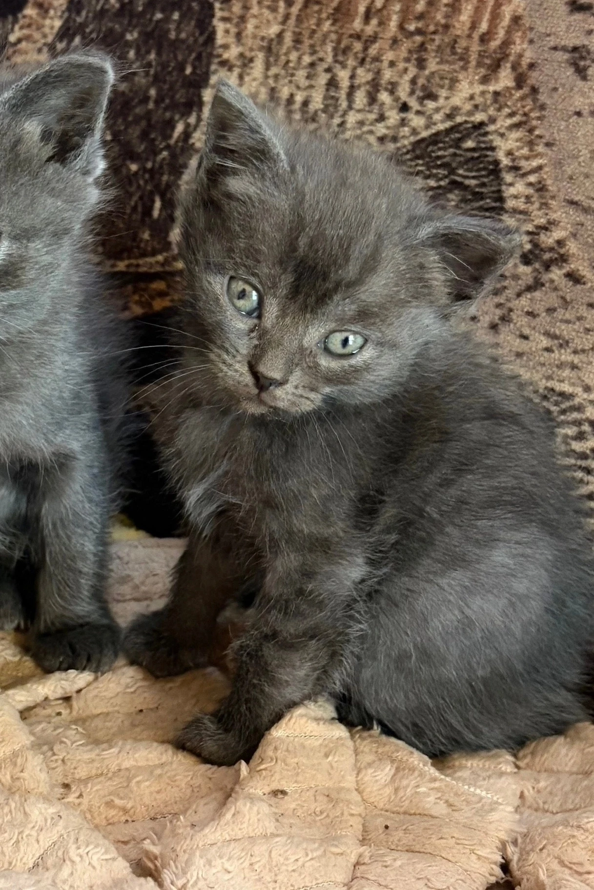 Котик в добрые руки пишите