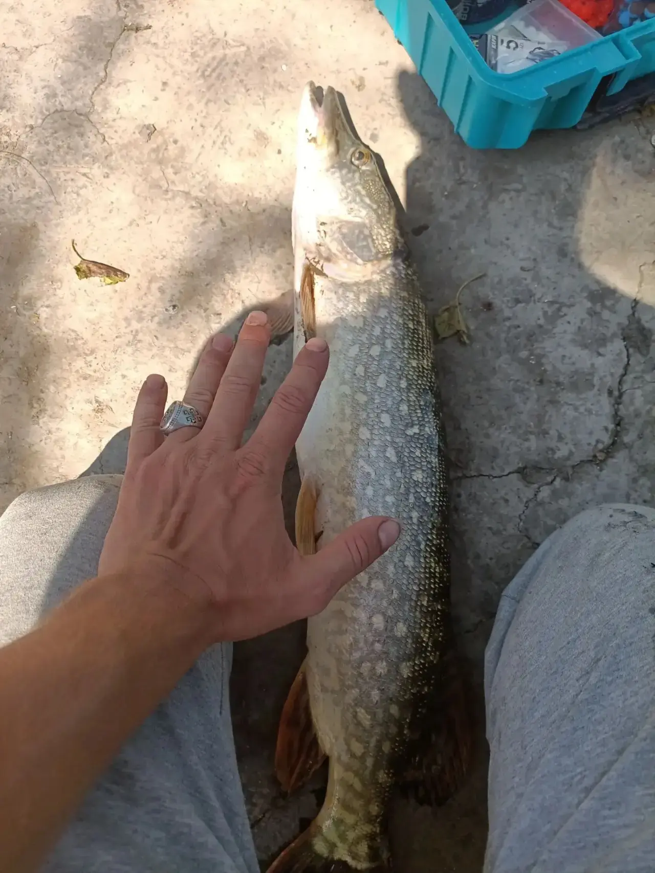 Козачий ерик 5.2кг👍