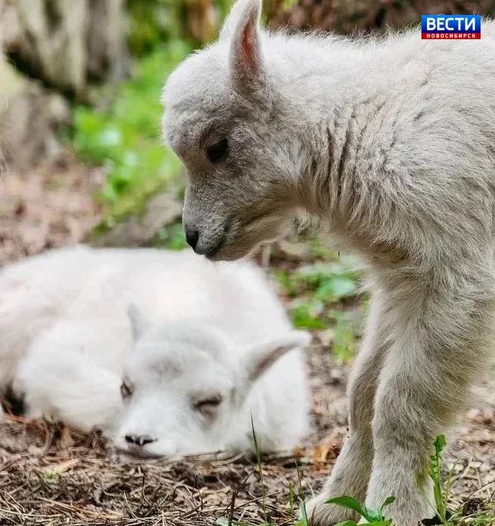 🐐 Снежно-рогатое пополнение

В новосибирском зоопарке у снежных коз родились детёныши. Два малыша п