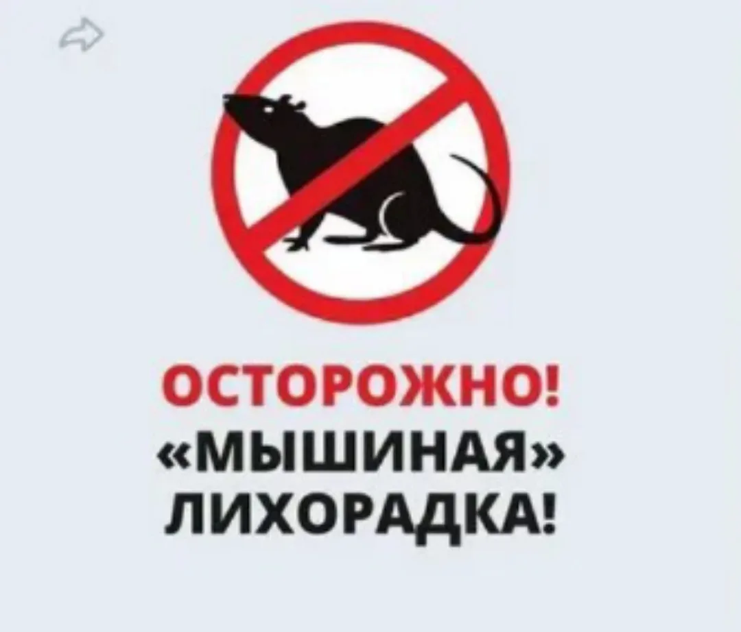 Саратовская область вошла в зону высокого риска по мышиной лихорадке (ГЛПС) — такой прогноз на 2026 