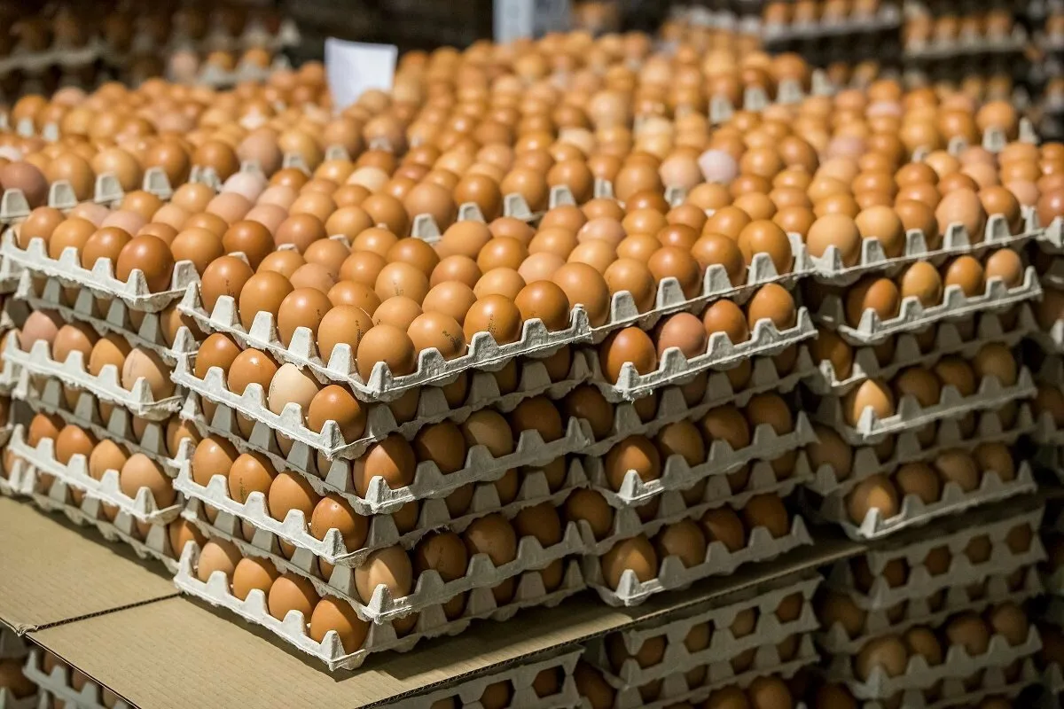 🥚 Оптовая цена десятка яиц категории С1 в Москве сократилась в 4,5 раза — до 25 рублей к концу мая 