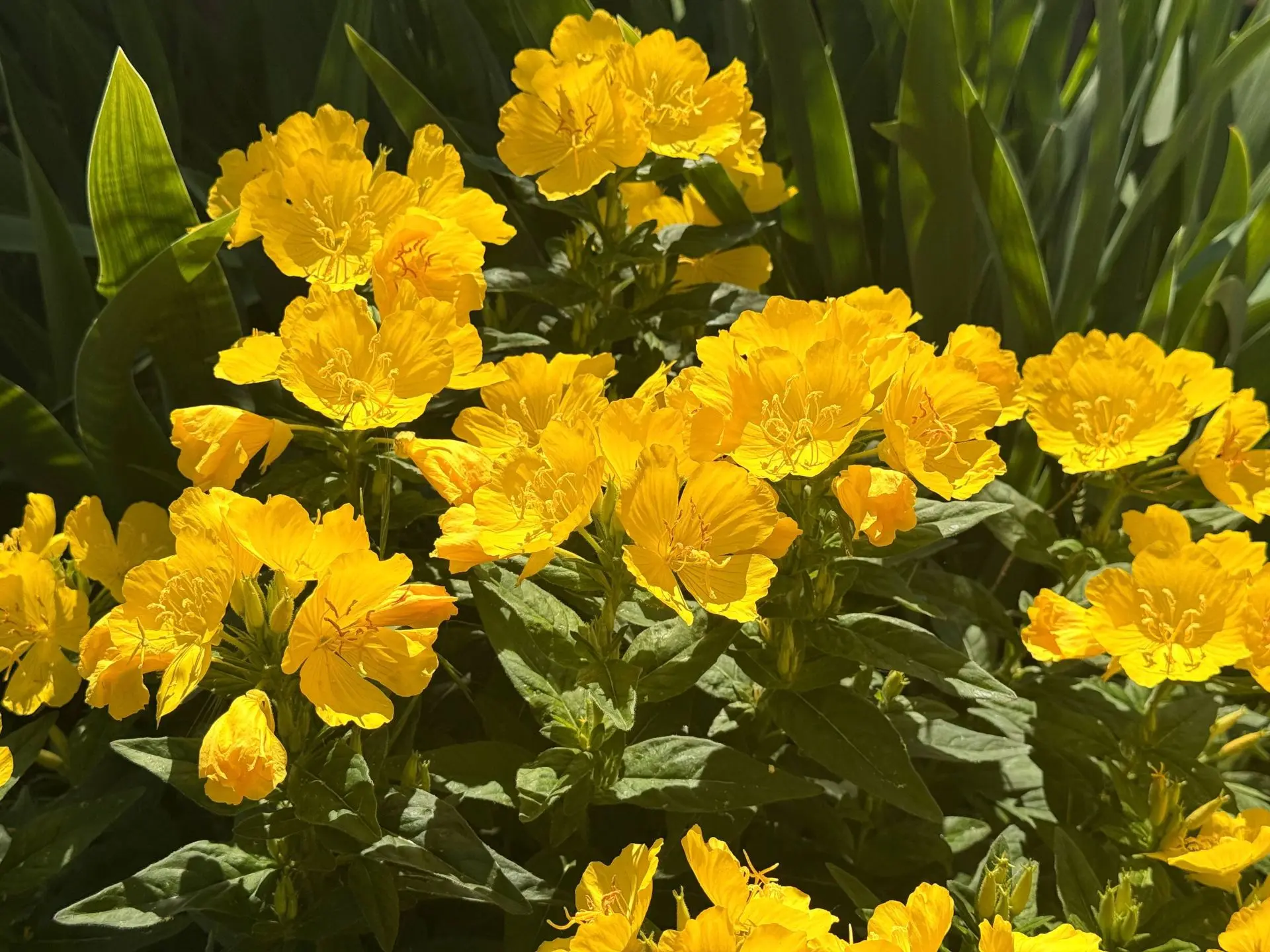 🌼Лето в школе — это не только каникулы, но и невероятная красота! 🌸🌸Загляните в наш школьный сад: