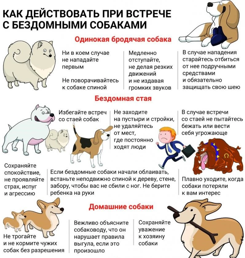 на вас хотят напасть крупные псы, этого делать не нужно, т.к. это только спровоцирует собак.  Важно 