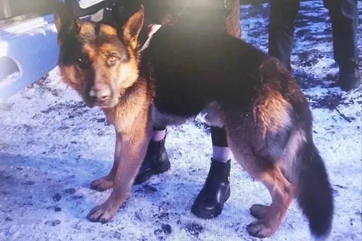 👀В Черногорске дело о нападении собаки на ребенка дошло до суда  В ноябре прошлого года в районе 9-г