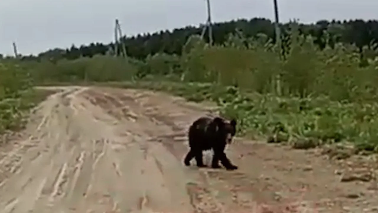 В Байкальске ввели комендантский час из-за нашествия медведей